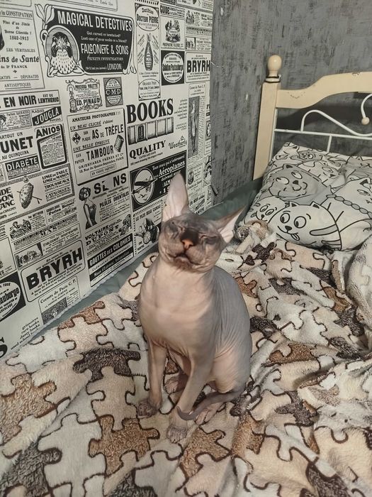 Донской сфинкс-вязка