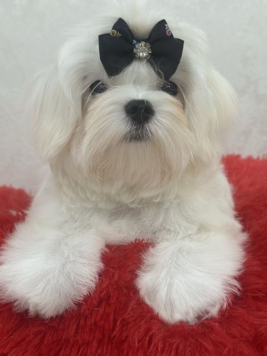 Шикарные мальтезе крови Корея