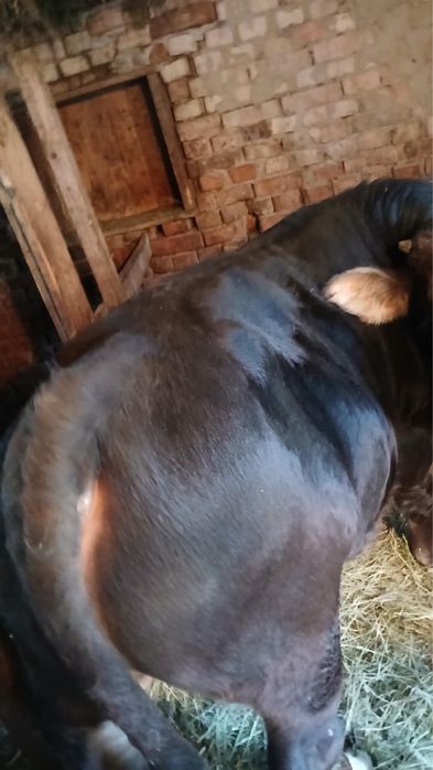 Vand vițel de 350 kg