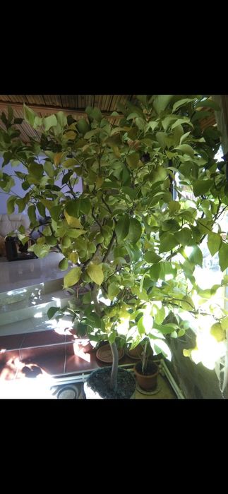 Lamai de vanzare si dafin