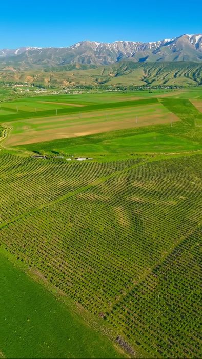 Интенсивный яблоневый сад