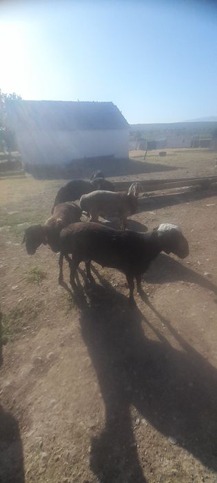 Қошқарлар сатылады