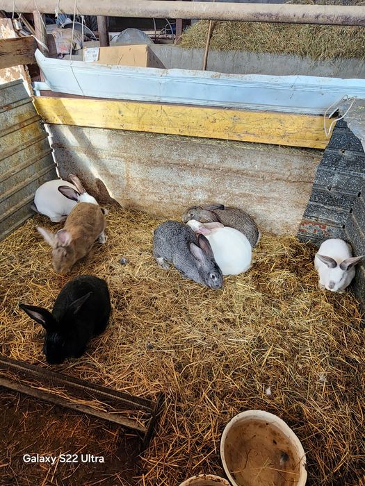 Продаю породистых кроликов