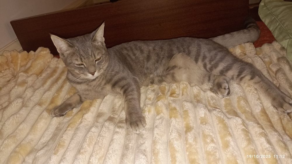 Продам Скоттиш страйт мальчик