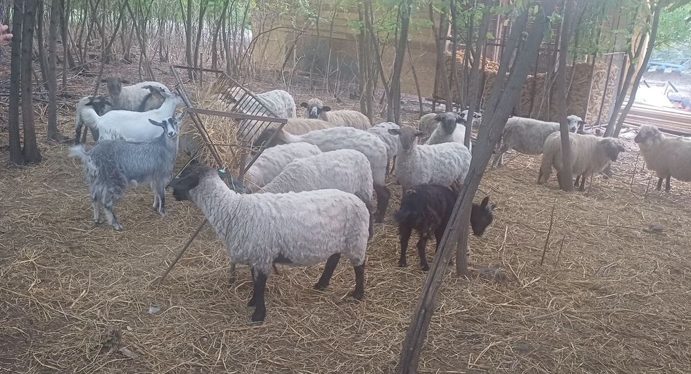 De plecare 3 iedute si 1 tap tg mures