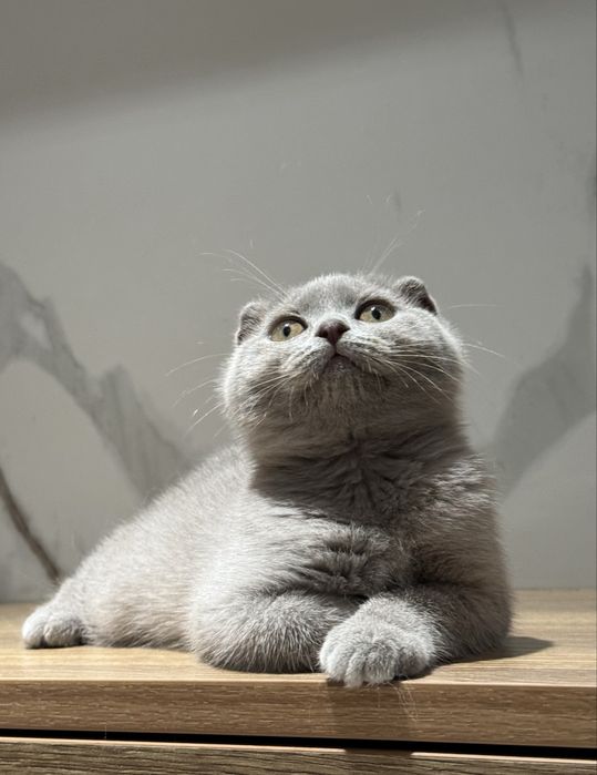 Скоттиш фолд котята