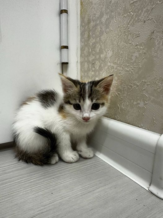 Отдам в добрые ручки чистеньких домашгих котят