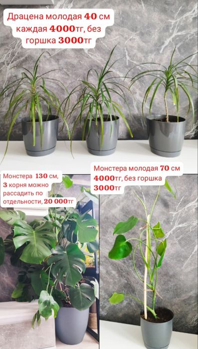 Комнатные цветы 3000тг