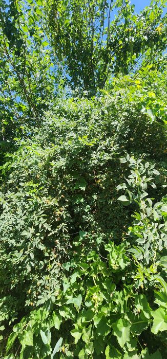 Продаётся дачный участок