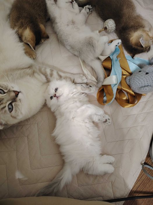 Котёнок, девочка фолд