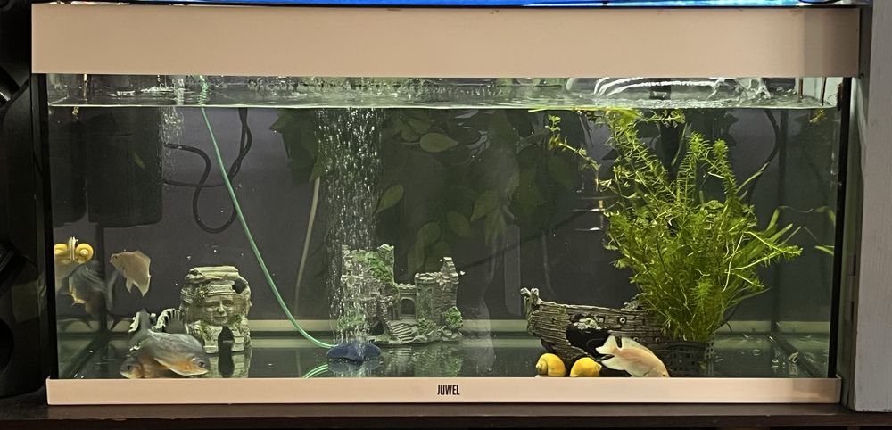 Vand acvariu 200l + pesti rapitori