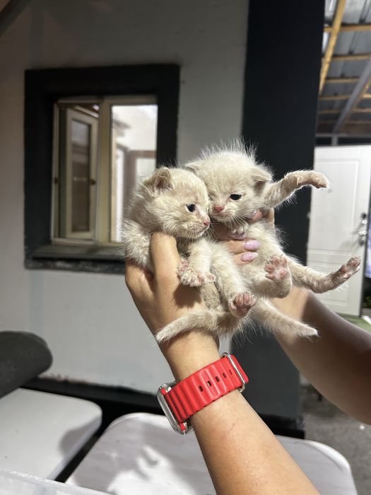 Отдам котят в добрые руки