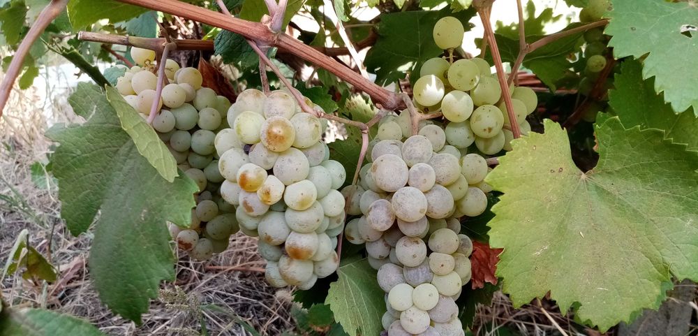 Struguri vin (disponibil + Rezervare), Sahateni, Buzau (Dealu Mare) 3 lei/kg