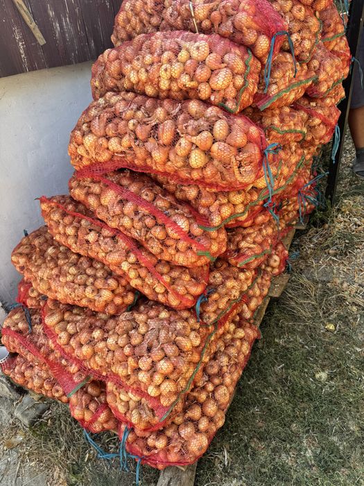 Vand ceapa galbena , productie proprie!!