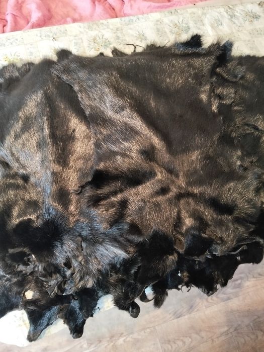 Продаю шкуры сурка