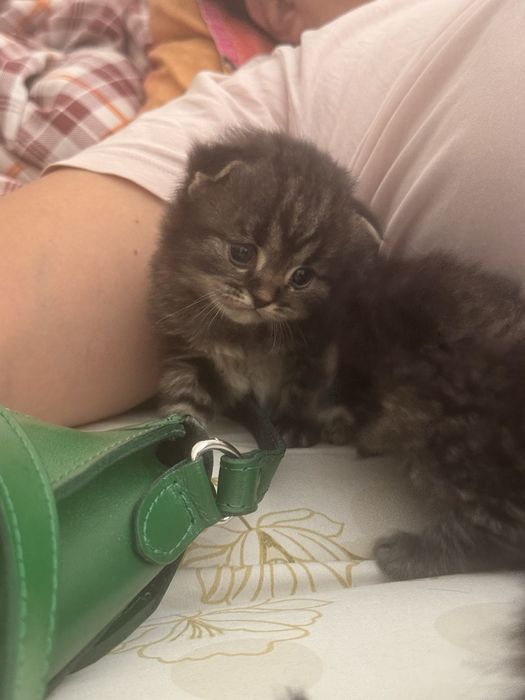 Шотландские вислоухие котята