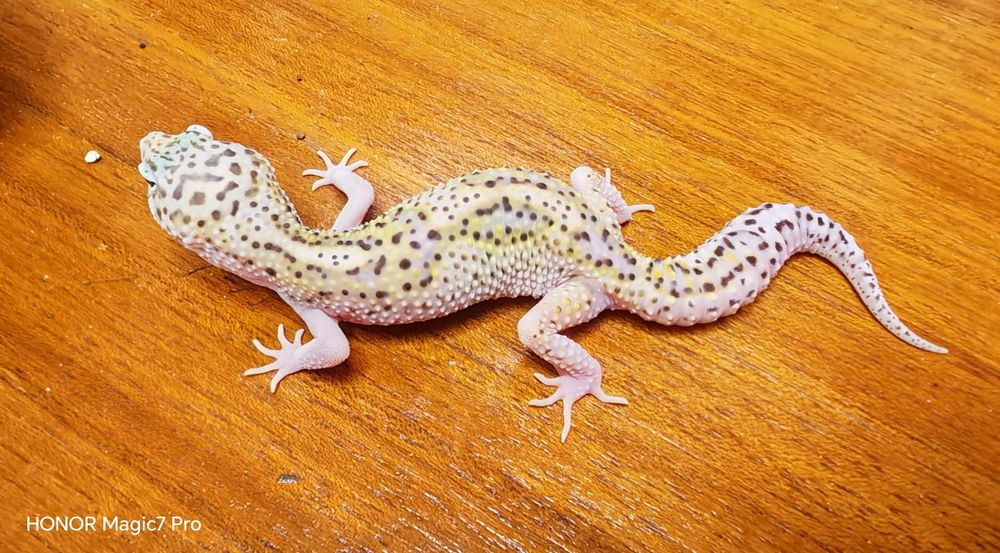 Леопардови гекони   Diablo Blanco (Eublepharis macularius)