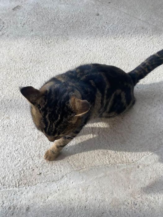 Bengal tozza  ona mushuk