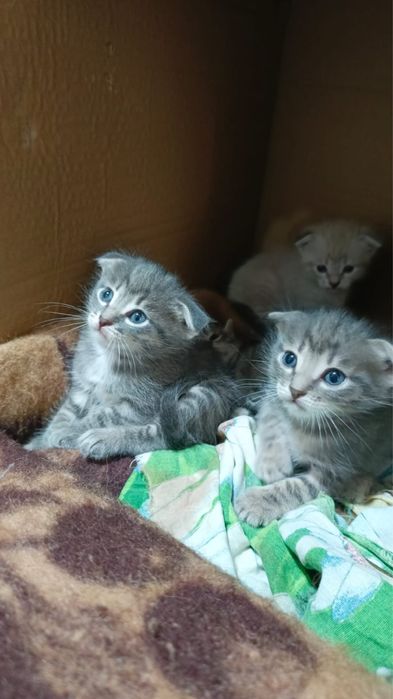 Котята , мама шотландская вислоухая