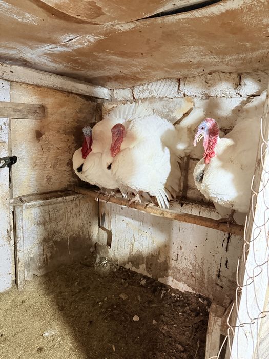 индюк 1,5 годовалые