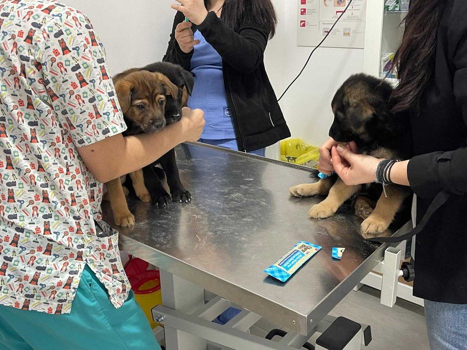 Medic vetererinar • Urgențe Veterinare București