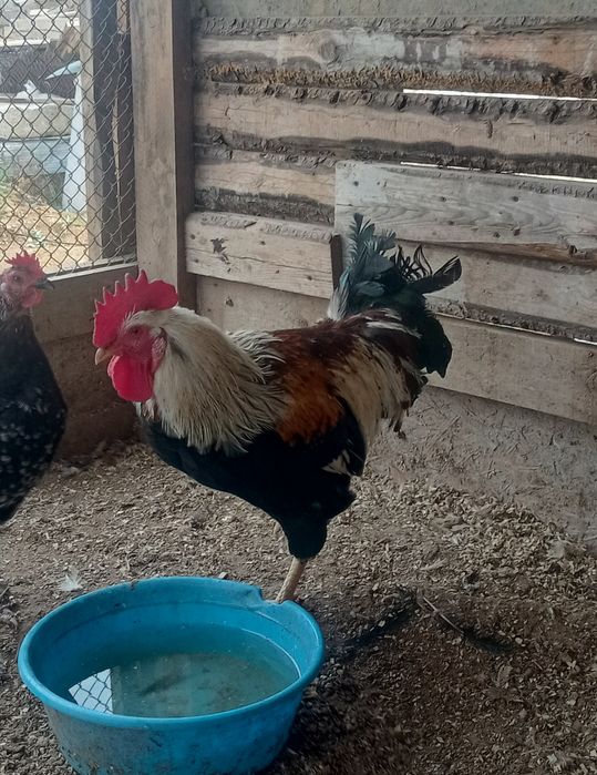 Продам домашний питух