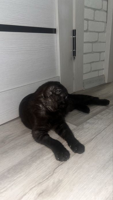 Кошку в добрые руки