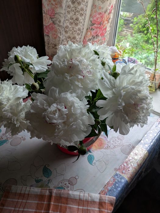 Пионы из своего сада.