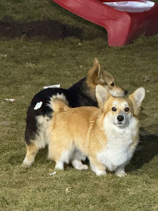 Корги щенята породистые