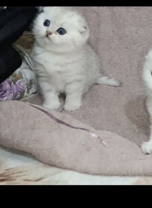 Продаётся мальчик чистокровный шотландский котёнок скоттиш-фолд