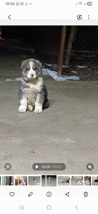 Алабай күшіктер сатылады САО