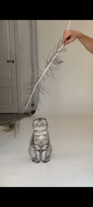Котёнок ищет дом