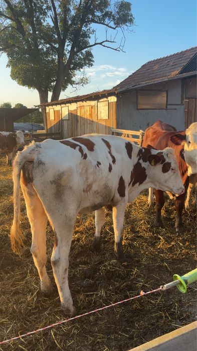 Juninca red holstein de vanzare