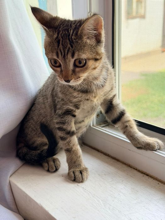 Отдам бесплатно котенка мальчик