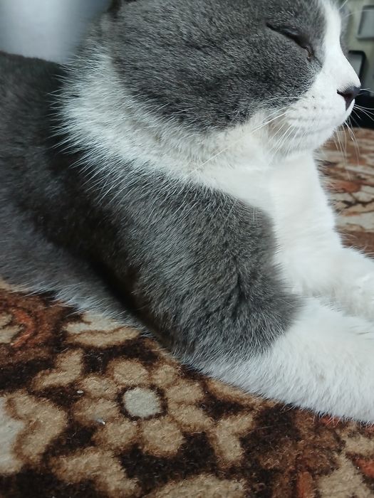 Mushuk sotilad mushuk