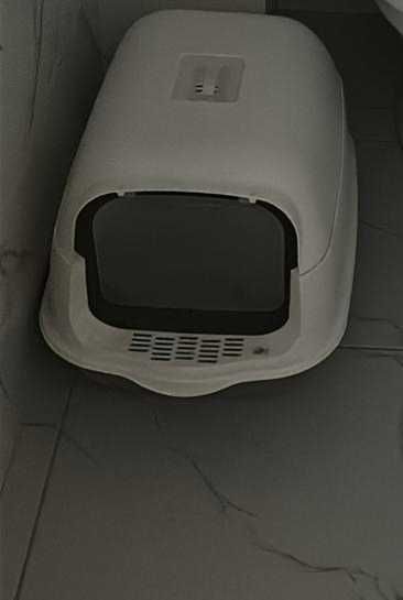 кошка скоттишстрайт