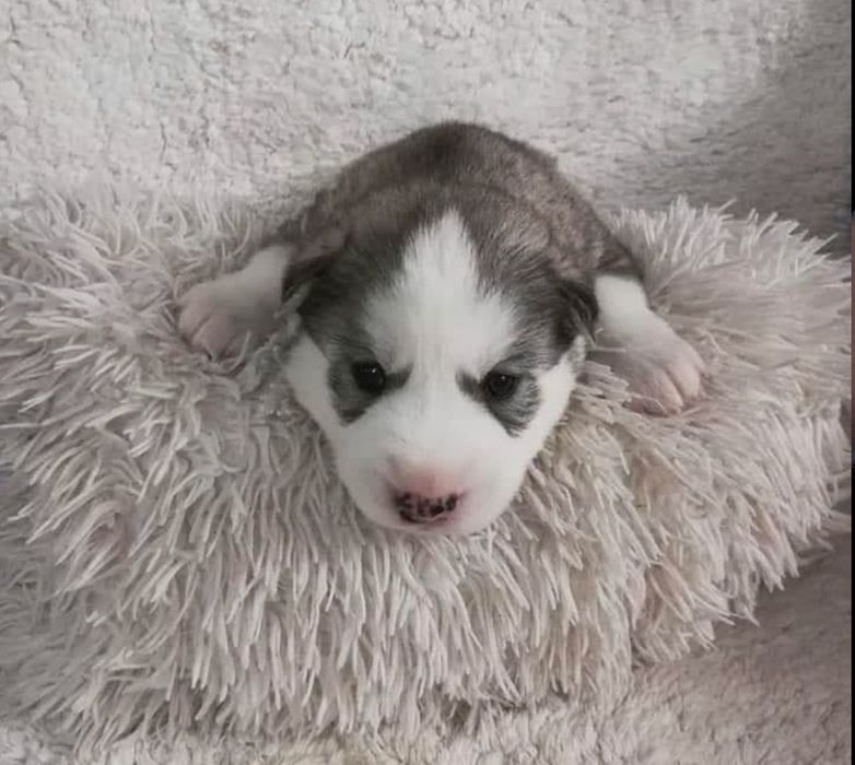 Щенки очаровательной хаски