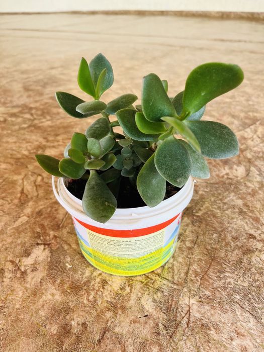 цветы комнатные