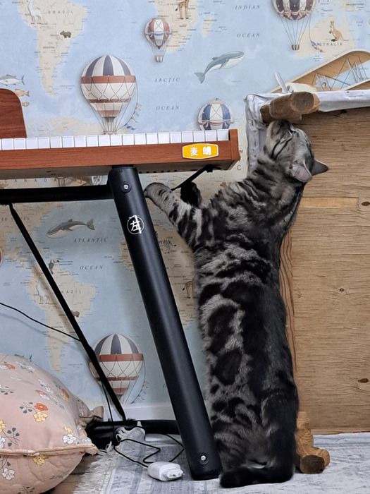 Британский котенок