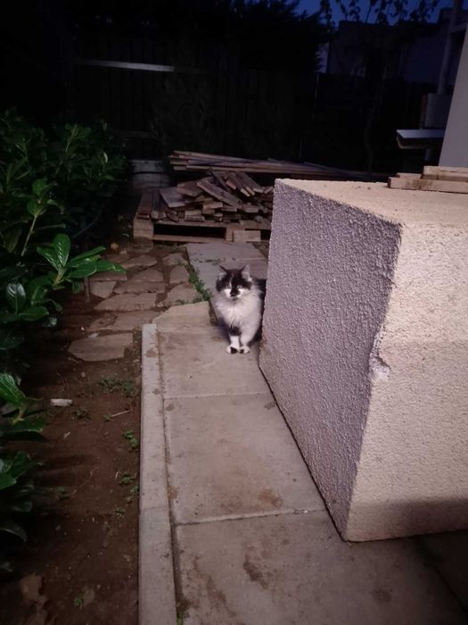 Подарявам няколко котета