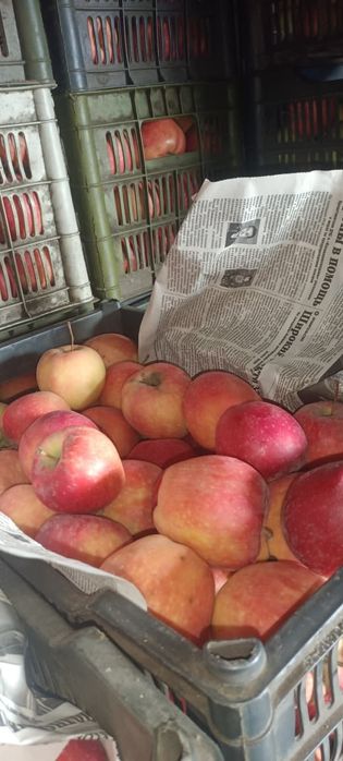 Яблоки Карэ и Американка