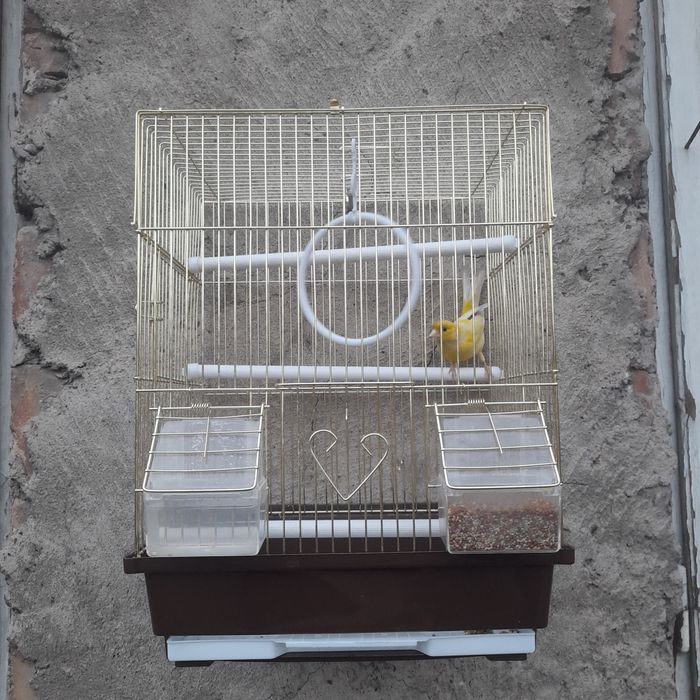 Канарейка 40к дгв