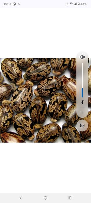 Клещевина семена