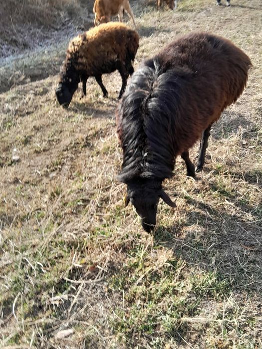 Продам барана ...