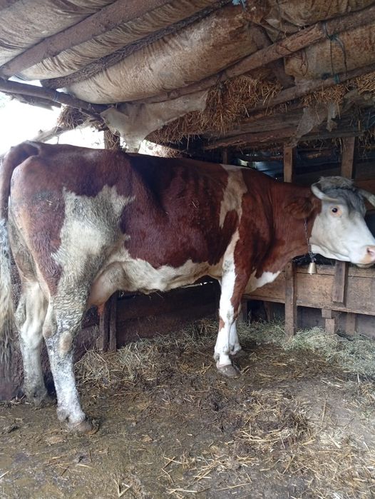 Vând vaca gestantă cu lapte