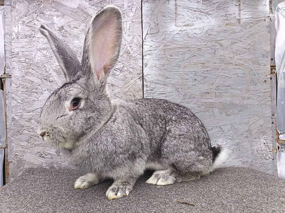 De vânzare iepuri uriaș german și berbec german