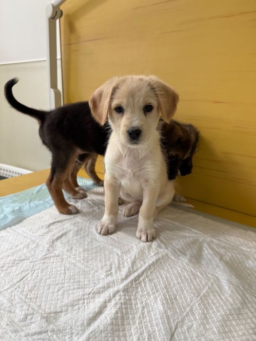 Подарявам бебе куче