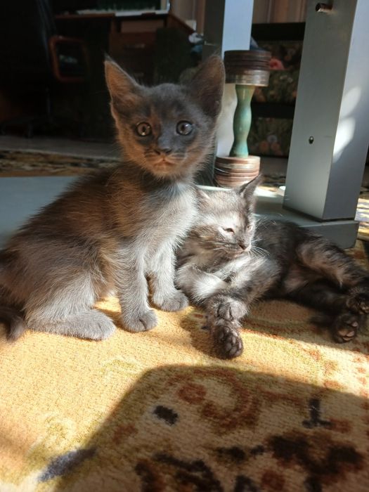 Отдам котят в добрые руки