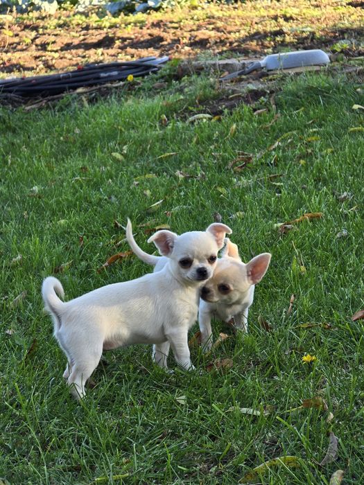 Чихуахуа момче и момиче