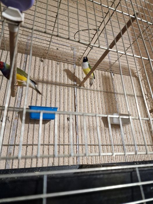 Гулдови Амадинки